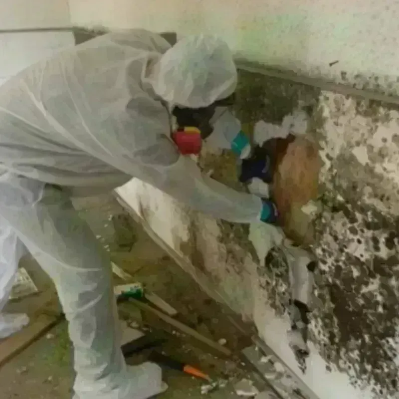 Mold Remediation and Removal in Weston, MO